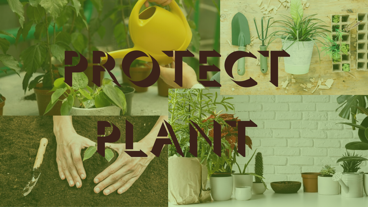 PROTECT PLANTS IN SUMMER